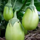 Semillas de berenjena