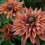 Mixed Gloriosa Black-Eyed Susan Seeds