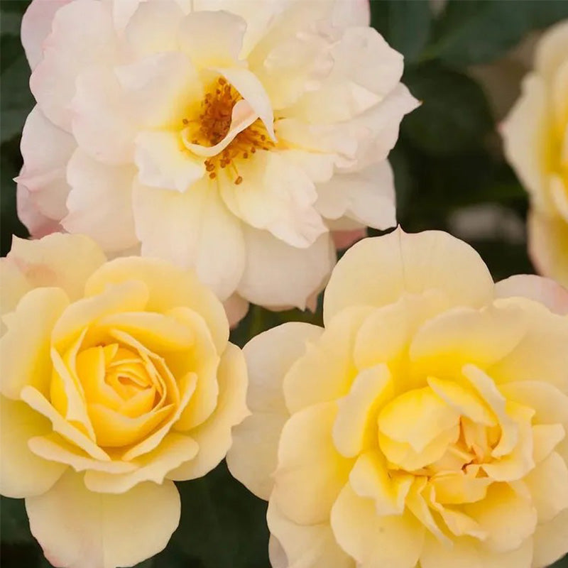 Italian Ice Rose Seeds