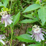 Semillas de flores de maracuyá para plantar