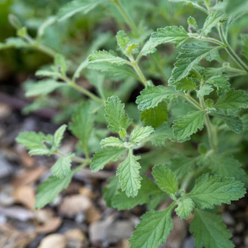 Verbena occidental