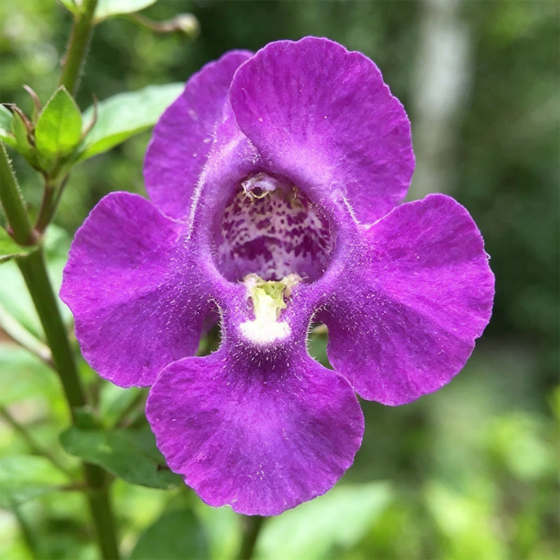 Purple Summer Snapdragon (Angelonia angustifolia) Seeds