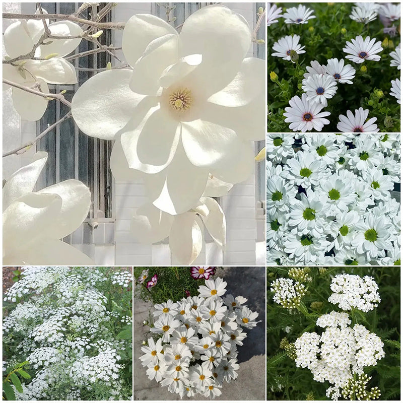 Green With Envy Flower Seed Mix