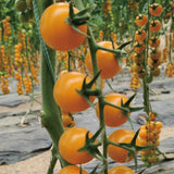 Semillas de tomate cherry amarillo de Patio Choice
