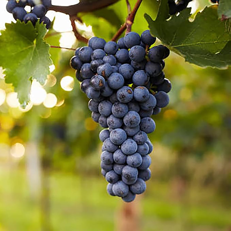 Semillas de uva de vino para plantar Semillas de vid naturales frescas, dulces y deliciosas