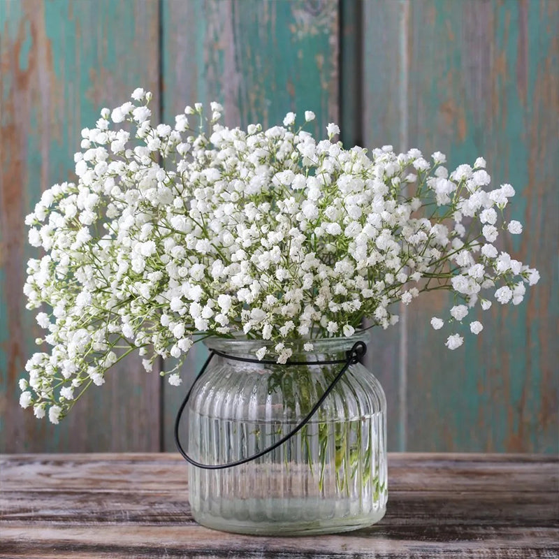 Gypsophila seeds Baby’s Breath Gypsophila