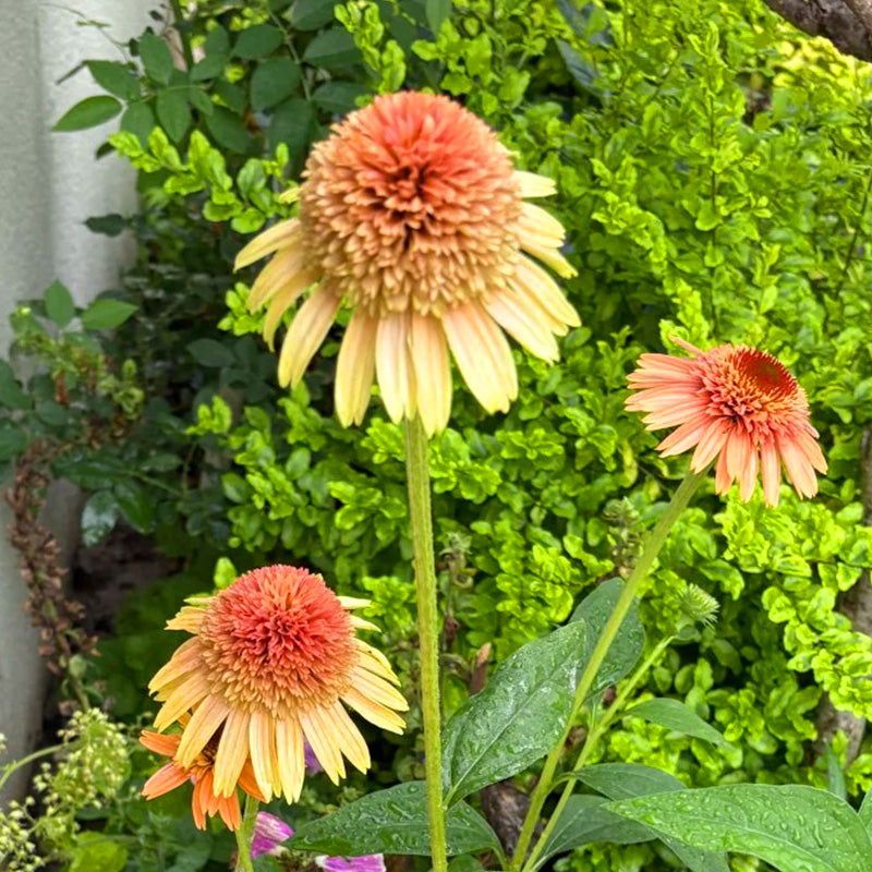 Double Orange Coneflower Seeds - Rare Hardy Perennial Pollinator Flower