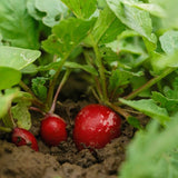 Cherry Belle Radish Seeds