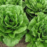 Parris Island Cos Romaine Lettuce Seeds Premium Vegetable Seeds