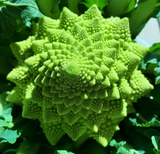 Roman Pagoda Cauliflower Seeds