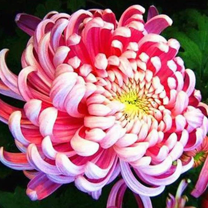 Sweet Pink Helichrysum Strawflower Seeds