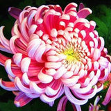 Sweet Pink Helichrysum Strawflower Seeds