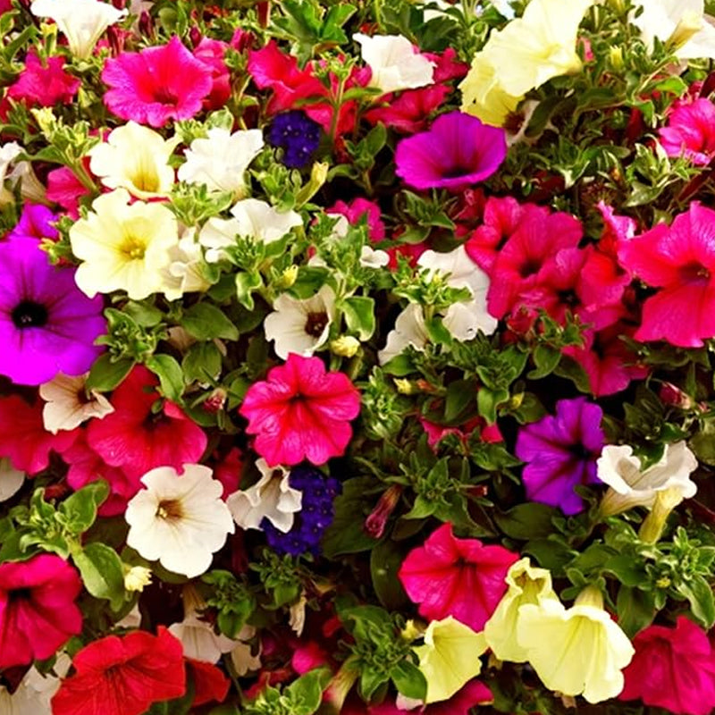 Petunia Seeds Grandiflora Flowers Mixed Rainbow Color