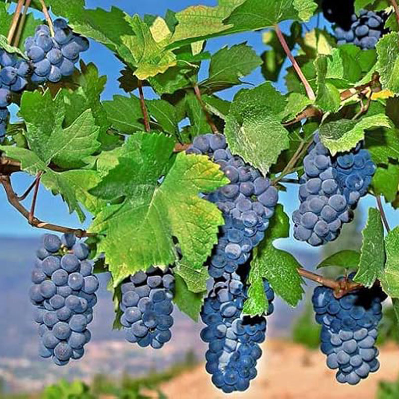 Uva sin semillas de Marte de raíz desnuda: uva perenne, resistente y de larga vida, de rápido crecimiento, para plantar