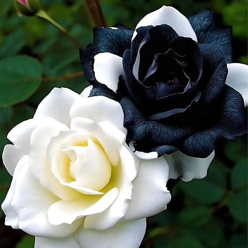 Rosas gemelas blancas y negras raras