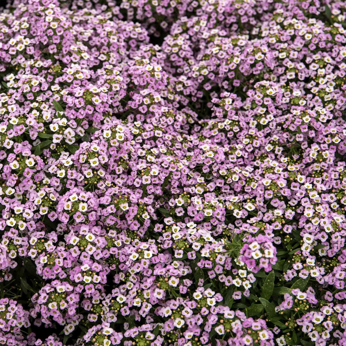 Sweet Alyssum Seeds (Dwarf) - Royal Carpet