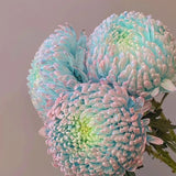 Rare Blue and White Porcelain Peony Chrysanthemum Seeds