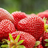 Mix Strawberry Seeds Red Yellow Blue White Climbing Strawberry