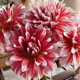 Red & White Mixed Dahlia Seeds