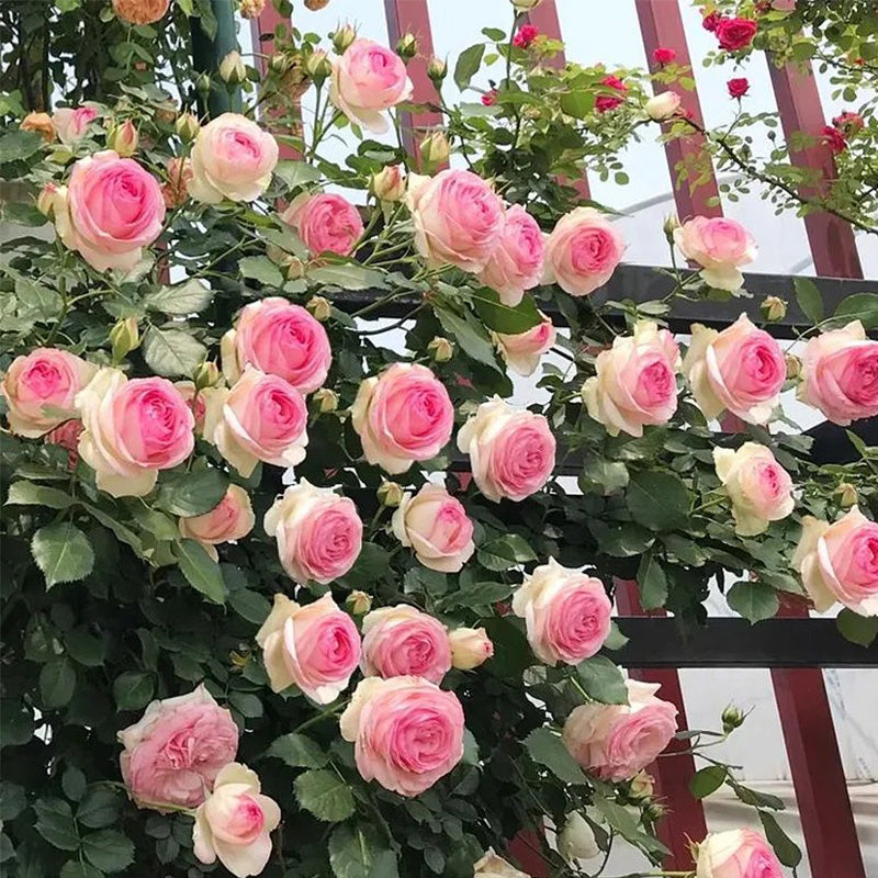 Pink Lonza Gemstone Seeds