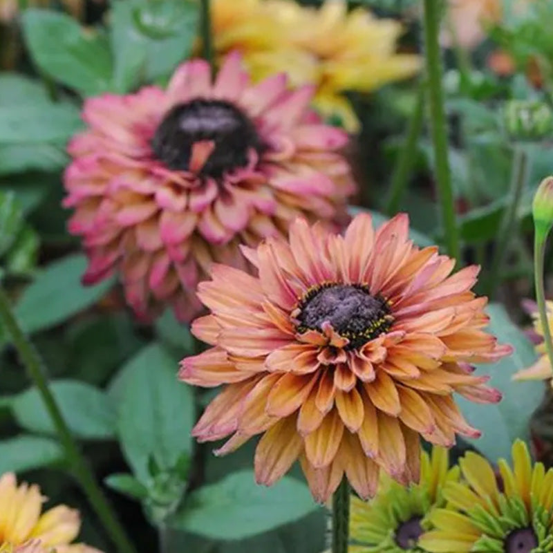 Mixed Gloriosa Black-Eyed Susan Seeds