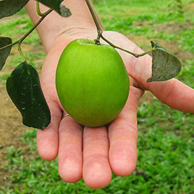 Green Giant Sweet Jujube Fruit Apple Jujube