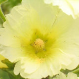 Mixed Colors Hollyhock Country Romance Mix Alcea Rosea Flower Seeds
