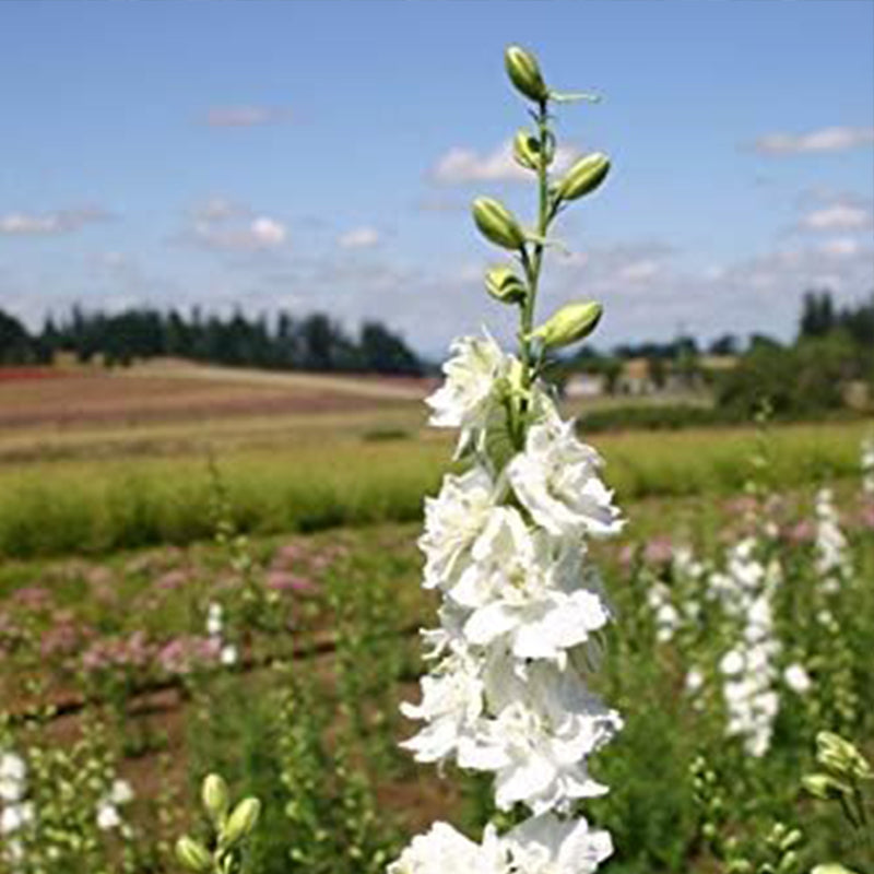 Semillas de flor de cohete de espuela de caballero blanca para plantar