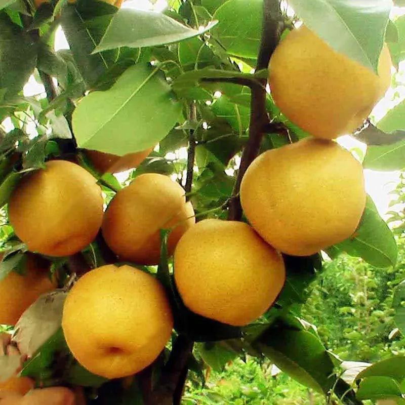 Pera Semilla Semillas de pera Semillas de bonsái de peral chino amarillo Semillas d ...