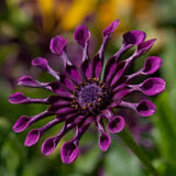Semillas mixtas de osteospermum, margarita araña y margaritas (raras)