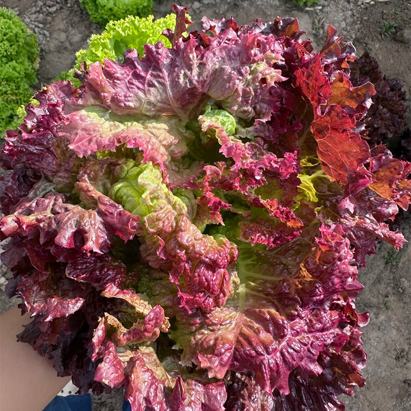 Ruby Ruffled Red Leaf Lettuce Seeds