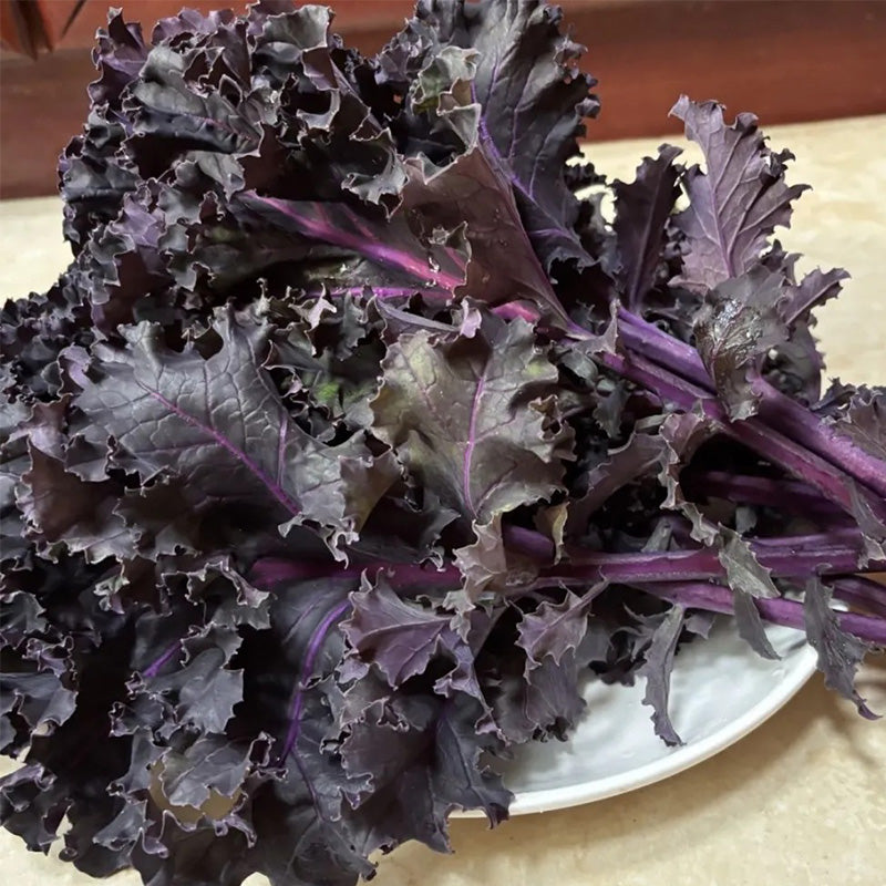 Red Russian Kale Seeds