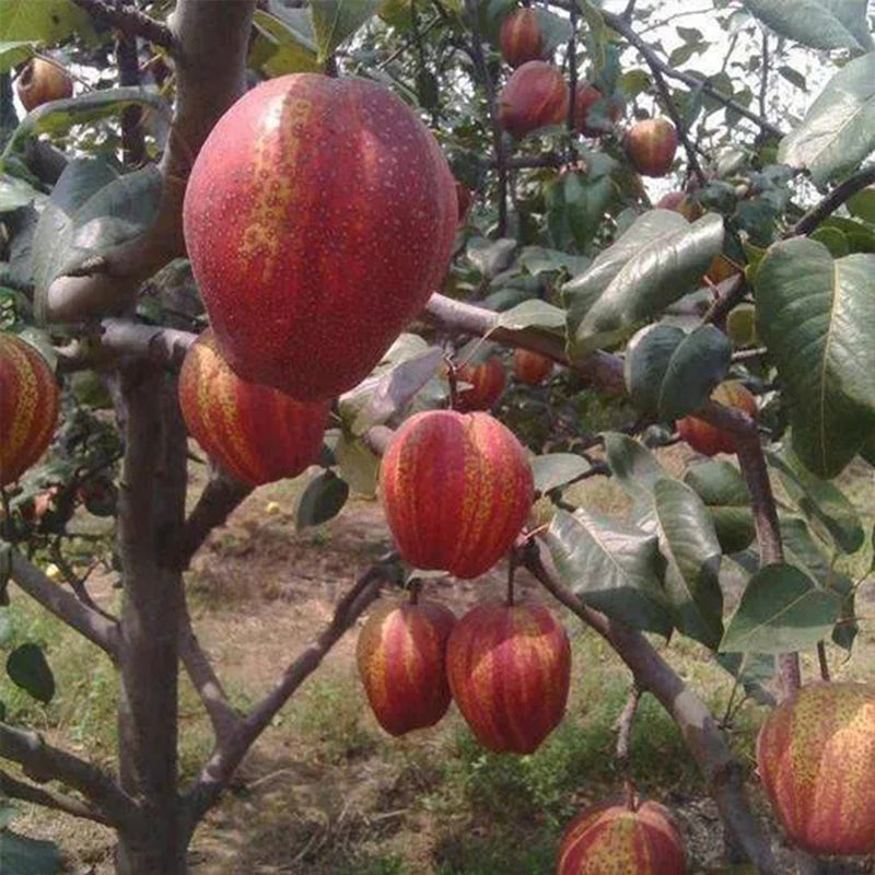 Pyrus pyrifolia 'Nijisseiki'Rainbow Pear Seeds