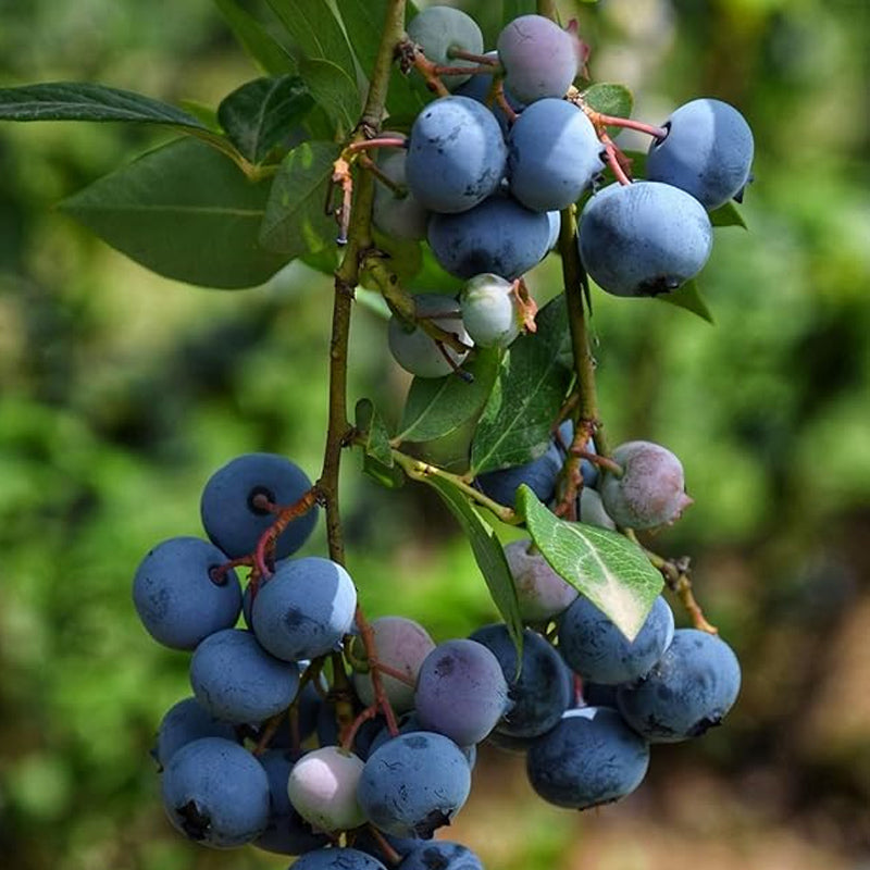 Semillas de arándanos Bayas Fruta fresca Semillas Perennes Exterior Interior