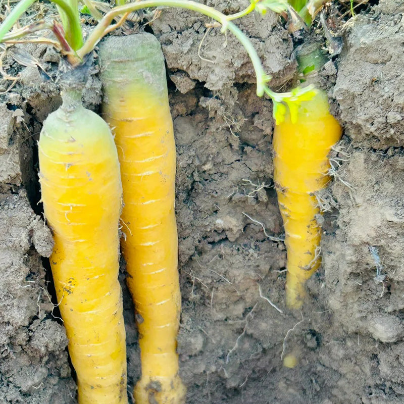 Solar Yellow Carrot Seeds