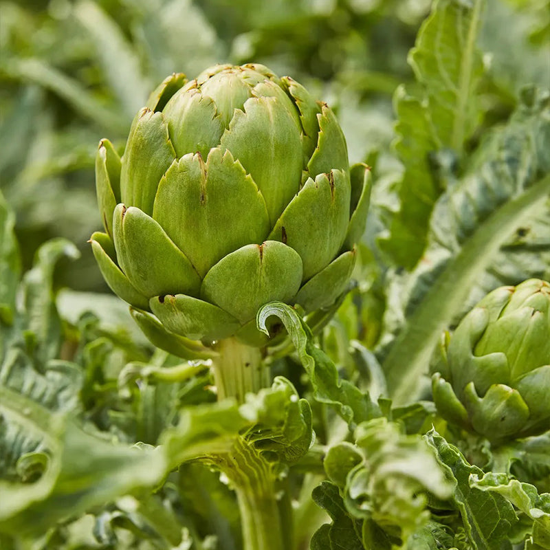 Artichoke, Imperial Star