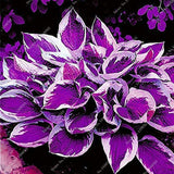 Mixed Hosta Perennials Flower Seeds