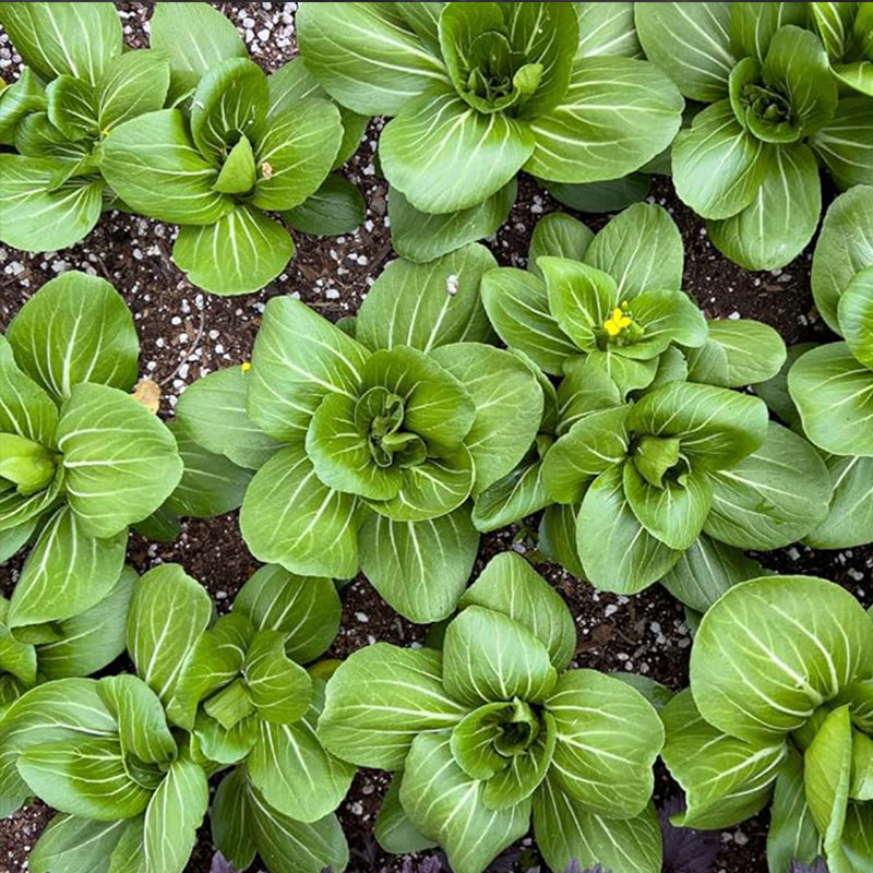 Semillas de Bok Choy para plantar - Cải Thìa - AKA. Pak Choi, repollo chino, Bok Choi