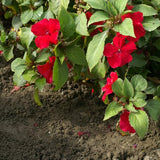 Semillas de flores de la planta Impatiens Baby Scarlet para plantar
