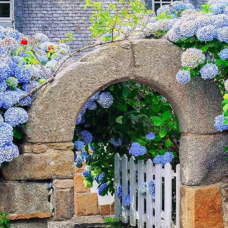 Mixed Hydrangea Seeds for Planting Fast Growing Shrub Flowers Seeds