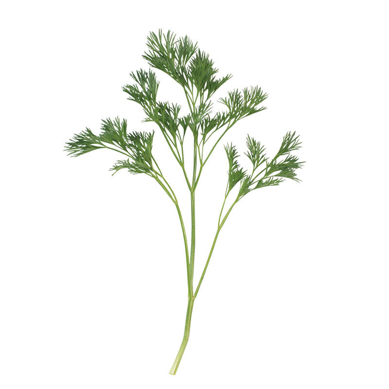 Menuette Parsley Seed