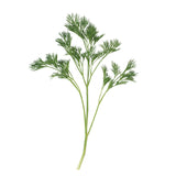 Menuette Parsley Seed