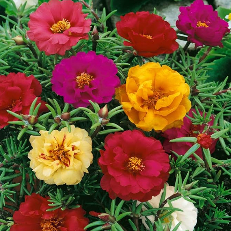 Annual Portulaca Moss Rose Ground Cover Seed Mix for Planting