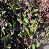 Tulsi / Albahaca sagrada: Rama