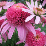 Double Pink Coneflower Seeds - Rare Hardy Perennial Pollinator Flower