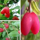 Semillas de la fruta del amor de Choniccra standishii