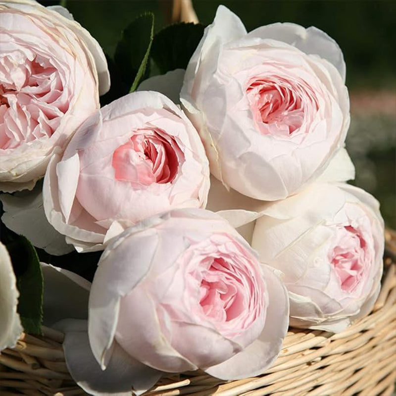 Earth Angel Pink Floribunda Rose Bush, Cupped Peony Shaped Blooms