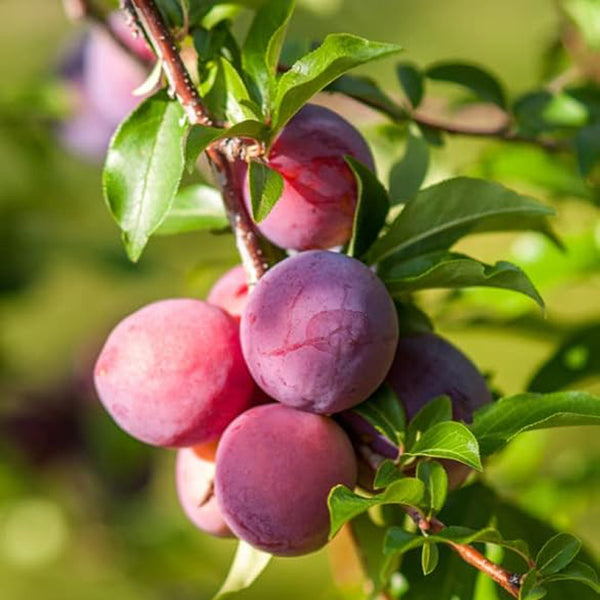 Semillas de árbol/arbusto frutal de ciruelo de playa, nombre botánico: Prunus maritima, familia: Rosaceae