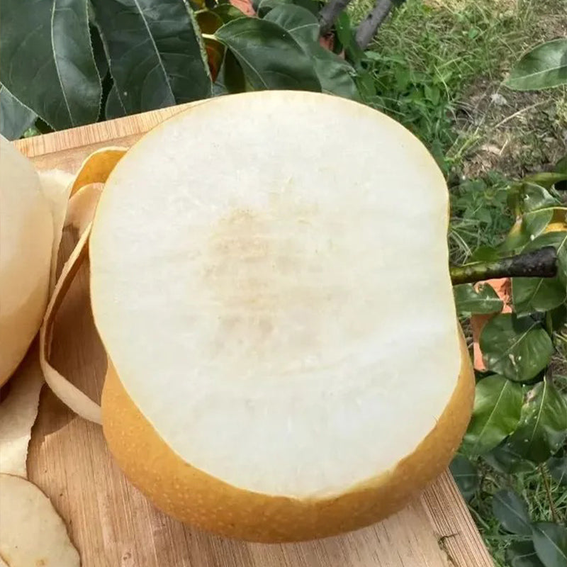 Semillas de pera Akizuki: grandes, dulces y jugosas