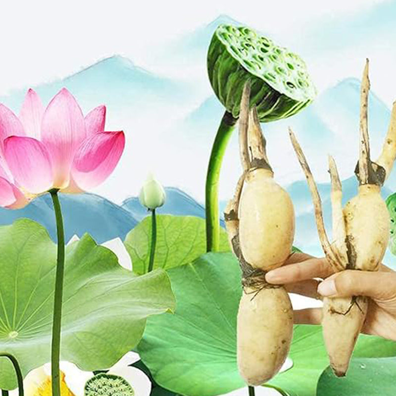 Semillas de raíz de loto, semillas de frutas comestibles, hermosas flores y raíces de loto para el jardín de su casa, semillas de vegetales orgánicos y saludables